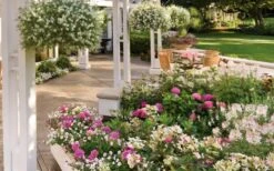 Let's Dance 'Big Band' Dwarf Hydrangea - 3 Gallon Pot -Garden Plant Shop hydrangea macrophylla lets dance big band 4