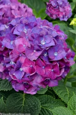 Let's Dance 'Big Band' Dwarf Hydrangea - 3 Gallon Pot -Garden Plant Shop hydrangea macrophylla lets dance big band 5