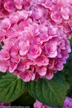 Love Hydrangea - 3 Gallon Pot 4 Love Hydrangea - 3 Gallon Pot -Garden Plant Shop hydrangea macrophylla love 1