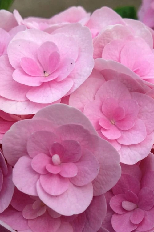 Love Hydrangea - 3 Gallon Pot Love Hydrangea - 3 Gallon Pot -Garden Plant Shop hydrangea macrophylla love 4