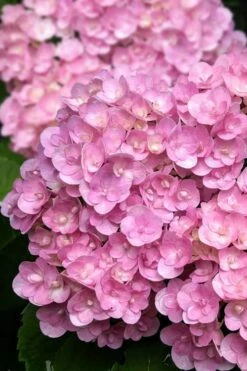 Love Hydrangea - 3 Gallon Pot 3 Love Hydrangea - 3 Gallon Pot -Garden Plant Shop hydrangea macrophylla love 5