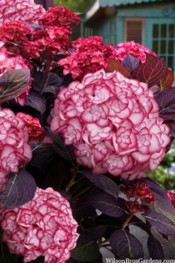 Miss Saori Hydrangea - 1 Gallon Pot -Garden Plant Shop hydrangea macrophylla miss saori 15