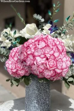 Miss Saori Hydrangea - 1 Gallon Pot -Garden Plant Shop hydrangea macrophylla miss saori 20