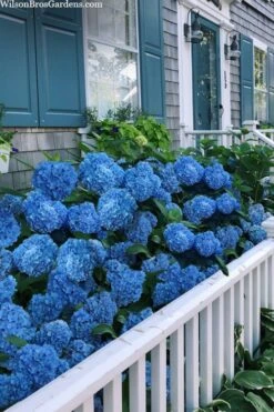 Nantucket Blue Hydrangea - 3 Gallon Pot -Garden Plant Shop hydrangea macrophylla nantucket 2