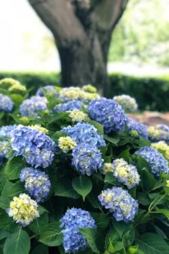 Nantucket Blue Hydrangea - 3 Gallon Pot -Garden Plant Shop hydrangea macrophylla nantucket 3