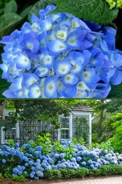 Nantucket Blue Hydrangea - 3 Gallon Pot -Garden Plant Shop hydrangea macrophylla nantucket 4
