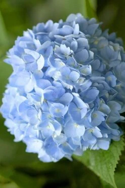 Penny Mac Hydrangea - 1 Gallon Pot -Garden Plant Shop hydrangea macrophylla penny mac 21 1