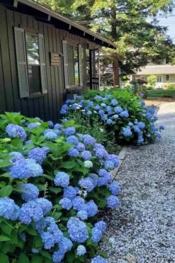 Penny Mac Hydrangea - 1 Gallon Pot -Garden Plant Shop hydrangea macrophylla penny mac 23 1