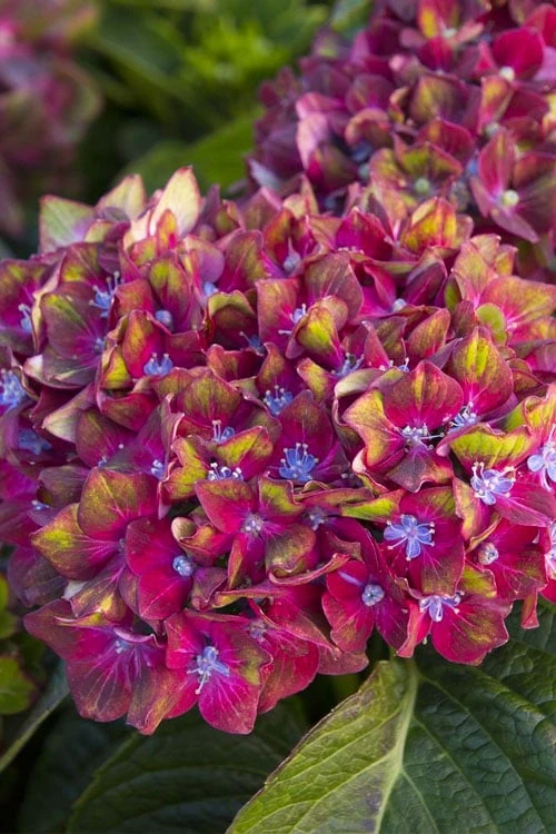 Pistachio Hydrangea - 3 Gallon Pot Pistachio Hydrangea - 3 Gallon Pot -Garden Plant Shop hydrangea macrophylla pistachio 2