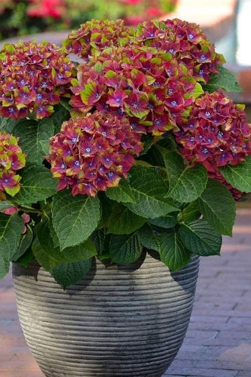 Pistachio Hydrangea - 3 Gallon Pot Pistachio Hydrangea - 3 Gallon Pot -Garden Plant Shop hydrangea macrophylla pistachio 4