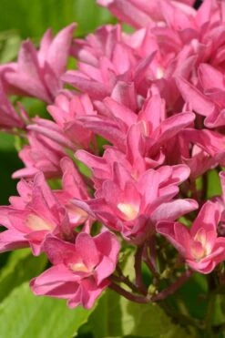 Princess Diana Hydrangea - 3 Gallon Pot -Garden Plant Shop hydrangea macrophylla princess diana 3