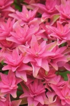 Princess Diana Hydrangea - 3 Gallon Pot -Garden Plant Shop hydrangea macrophylla princess diana 6