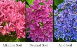 Princess Diana Hydrangea - 3 Gallon Pot -Garden Plant Shop hydrangea macrophylla princess diana 8