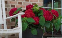 Red Sensation Hydrangea - 3 Gallon Pot -Garden Plant Shop hydrangea macrophylla red sensation 7