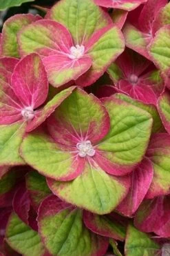 Tilt-A-Swirl Hydrangea - 3 Gallon Pot 7 Tilt-A-Swirl Hydrangea - 3 Gallon Pot -Garden Plant Shop hydrangea macrophylla tilt a swirl 4