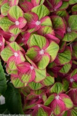 Tilt-A-Swirl Hydrangea - 3 Gallon Pot 3 Tilt-A-Swirl Hydrangea - 3 Gallon Pot -Garden Plant Shop hydrangea macrophylla tilt a swirl 5