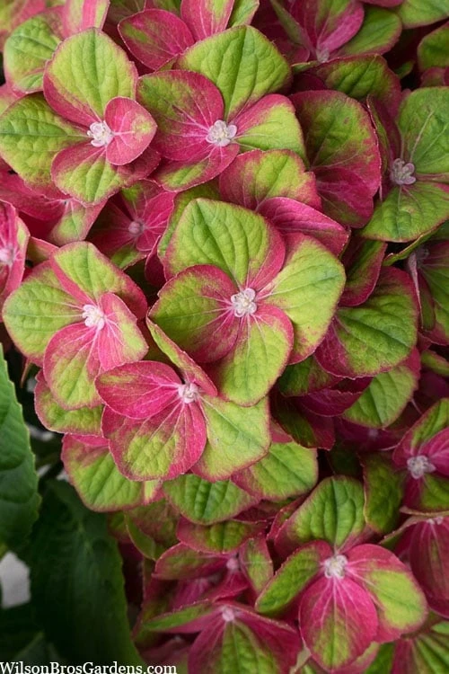 Tilt-A-Swirl Hydrangea - 3 Gallon Pot Tilt-A-Swirl Hydrangea - 3 Gallon Pot -Garden Plant Shop hydrangea macrophylla tilt a swirl 5