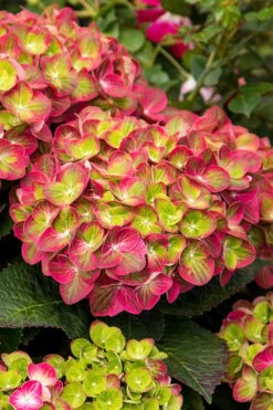 Tilt-A-Swirl Hydrangea - 3 Gallon Pot - SALE -Garden Plant Shop hydrangea macrophylla tilt a swirl 7 1