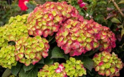 Tilt-A-Swirl Hydrangea - 3 Gallon Pot - SALE -Garden Plant Shop hydrangea macrophylla tilt a swirl 8 1