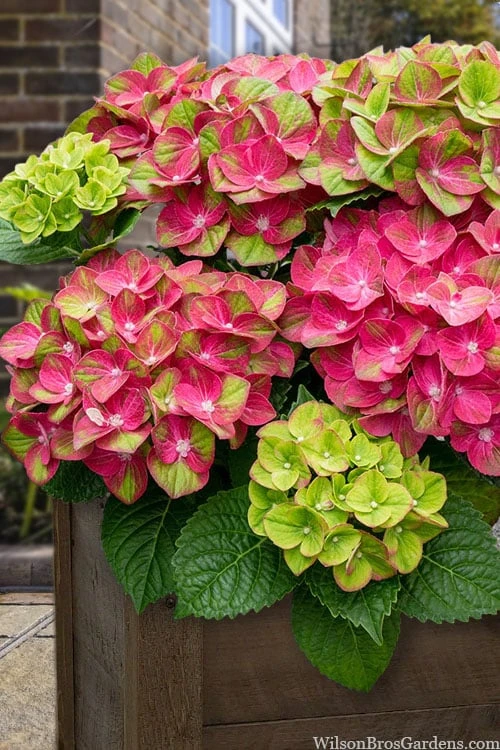 Tilt-A-Swirl Hydrangea - 3 Gallon Pot Tilt-A-Swirl Hydrangea - 3 Gallon Pot -Garden Plant Shop hydrangea macrophylla tilt a swirl 9
