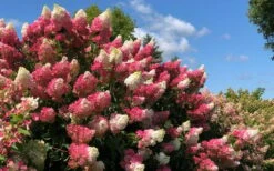 Berry White Panicle Hydrangea - 3 Gallon Pot -Garden Plant Shop hydrangea paniculata berry white 4