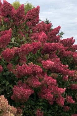 Berry White Panicle Hydrangea - 3 Gallon Pot -Garden Plant Shop hydrangea paniculata berry white 7