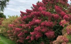 Berry White Panicle Hydrangea - 3 Gallon Pot -Garden Plant Shop hydrangea paniculata berry white 8
