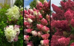 Berry White Panicle Hydrangea - 3 Gallon Pot -Garden Plant Shop hydrangea paniculata berry white 9