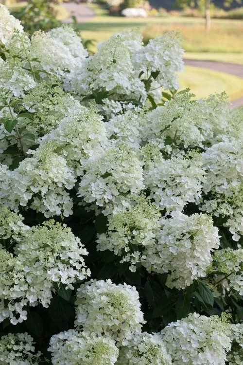 Bobo Hydrangea - 3 Gallon Pot Bobo Hydrangea - 3 Gallon Pot -Garden Plant Shop hydrangea paniculata bobo 3