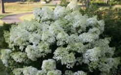 Bobo Hydrangea - 3 Gallon Pot 5 Bobo Hydrangea - 3 Gallon Pot -Garden Plant Shop hydrangea paniculata bobo 4