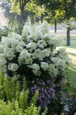 Bobo Hydrangea - 3 Gallon Pot 3 Bobo Hydrangea - 3 Gallon Pot -Garden Plant Shop hydrangea paniculata bobo 5