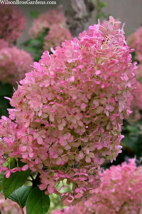 Bobo Hydrangea - 3 Gallon Pot Bobo Hydrangea - 3 Gallon Pot -Garden Plant Shop hydrangea paniculata bobo 6