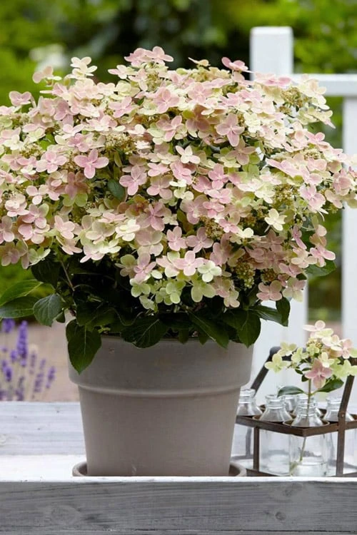 Early Evolution Hydrangea - 1 Gallon Pot Early Evolution Hydrangea - 1 Gallon Pot -Garden Plant Shop hydrangea paniculata early evolution 1