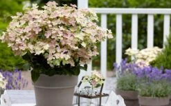 Early Evolution Hydrangea - 1 Gallon Pot 5 Early Evolution Hydrangea - 1 Gallon Pot -Garden Plant Shop hydrangea paniculata early evolution 2
