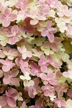 Early Evolution Hydrangea - 1 Gallon Pot 4 Early Evolution Hydrangea - 1 Gallon Pot -Garden Plant Shop hydrangea paniculata early evolution 3