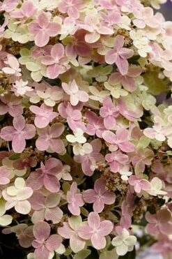 Early Evolution Hydrangea - 1 Gallon Pot 6 Early Evolution Hydrangea - 1 Gallon Pot -Garden Plant Shop hydrangea paniculata early evolution 4