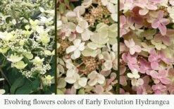 Early Evolution Hydrangea - 1 Gallon Pot 3 Early Evolution Hydrangea - 1 Gallon Pot -Garden Plant Shop hydrangea paniculata early evolution 5