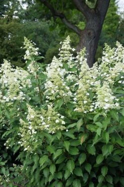 Kyushu Hydrangea - 3 Gallon Pot -Garden Plant Shop hydrangea paniculata kyushu 5