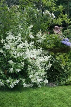 Kyushu Hydrangea - 3 Gallon Pot -Garden Plant Shop hydrangea paniculata kyushu 9