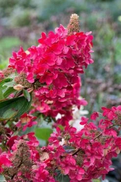 Flare Hydrangea - 3 Gallon Pot 6 Flare Hydrangea - 3 Gallon Pot -Garden Plant Shop hydrangea paniculata lava lamp flare 15 1