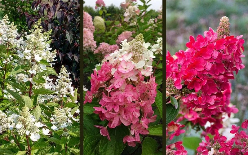 Flare Hydrangea - 3 Gallon Pot Flare Hydrangea - 3 Gallon Pot -Garden Plant Shop hydrangea paniculata lava lamp flare 16