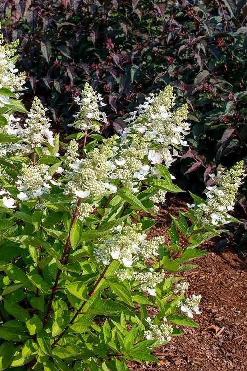 Flare Hydrangea - 3 Gallon Pot Flare Hydrangea - 3 Gallon Pot -Garden Plant Shop hydrangea paniculata lava lamp flare 17