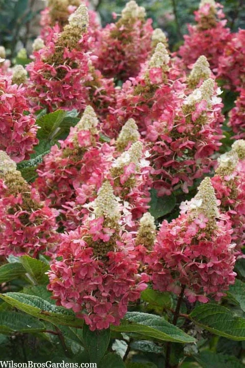 Flare Hydrangea - 3 Gallon Pot Flare Hydrangea - 3 Gallon Pot -Garden Plant Shop hydrangea paniculata lava lamp flare 3