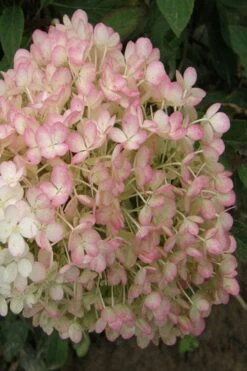 Little Hottie Hydrangea - 3 Gallon Pot -Garden Plant Shop hydrangea paniculata little hottie 9