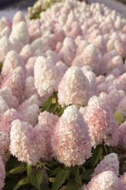 Sweet Summer Panicle Hydrangea - 3 Gallon Pot 5 Sweet Summer Panicle Hydrangea - 3 Gallon Pot -Garden Plant Shop hydrangea paniculata sweet summer 1