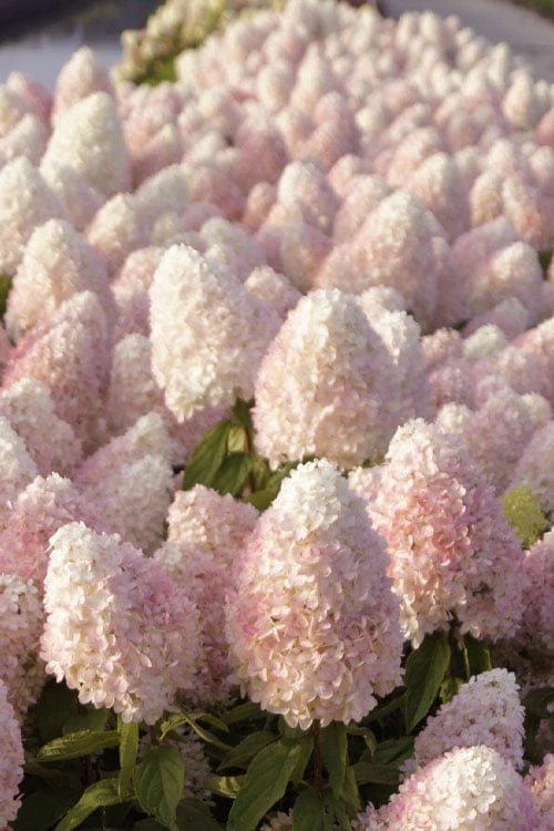 Sweet Summer Panicle Hydrangea - 3 Gallon Pot Sweet Summer Panicle Hydrangea - 3 Gallon Pot -Garden Plant Shop hydrangea paniculata sweet summer 1