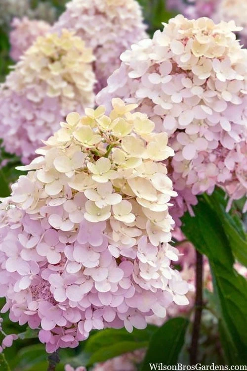 Sweet Summer Panicle Hydrangea - 3 Gallon Pot Sweet Summer Panicle Hydrangea - 3 Gallon Pot -Garden Plant Shop hydrangea paniculata sweet summer 6