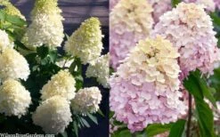 Sweet Summer Panicle Hydrangea - 3 Gallon Pot 3 Sweet Summer Panicle Hydrangea - 3 Gallon Pot -Garden Plant Shop hydrangea paniculata sweet summer 7