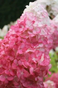 Vanilla Strawberry Hydrangea - 1 Gallon Pot 6 Vanilla Strawberry Hydrangea - 1 Gallon Pot -Garden Plant Shop hydrangea paniculata vanilla strawberry 20 1