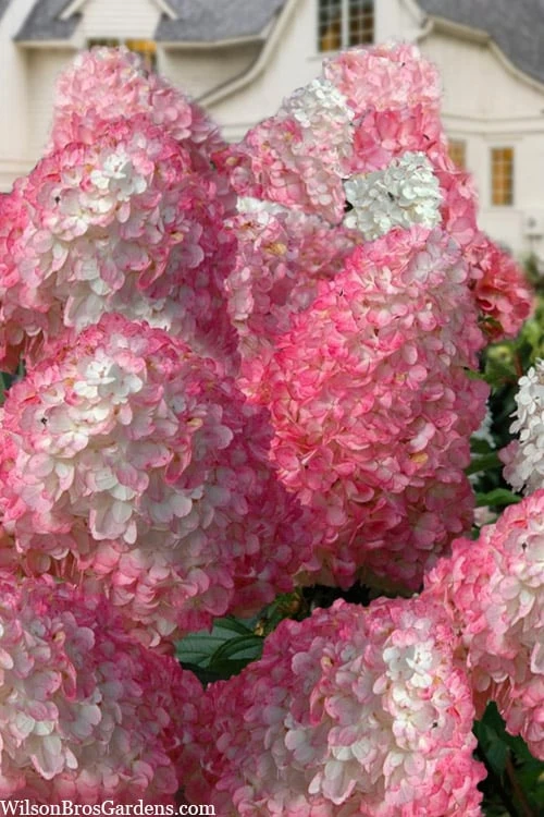 Vanilla Strawberry Hydrangea - 1 Gallon Pot Vanilla Strawberry Hydrangea - 1 Gallon Pot -Garden Plant Shop hydrangea paniculata vanilla strawberry 21 1